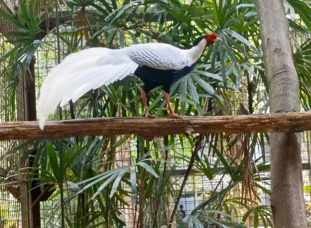 Galeri aktivitas Cleantrip Taman Binatang Ragunan ke-5