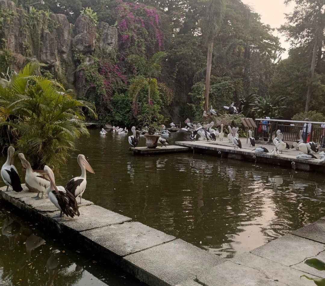Galeri aktivitas Cleantrip Taman Binatang Ragunan ke-6